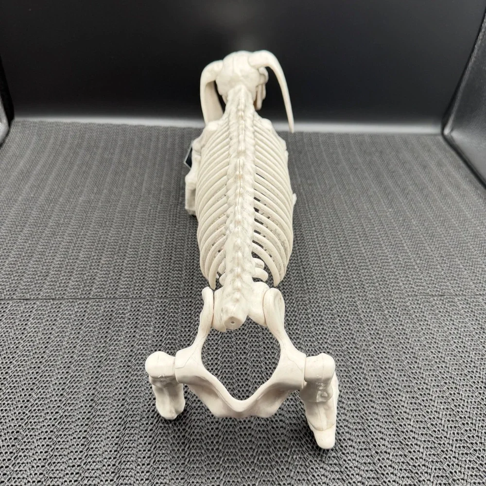 Hyde & EEK Halloween Dachshund Skeleton Dog Prop Indoor Outdoor Missing Tail